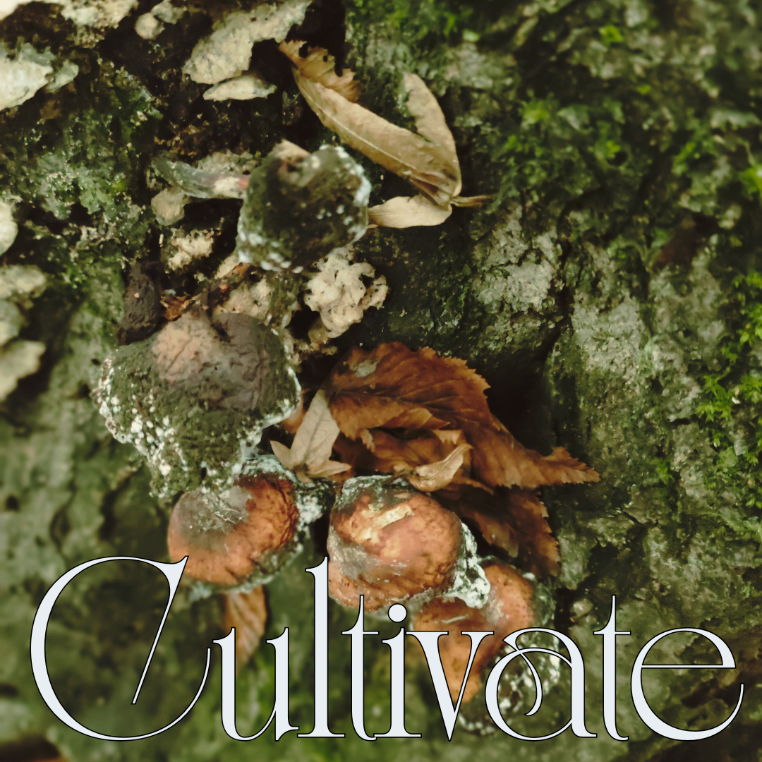 Cultivate