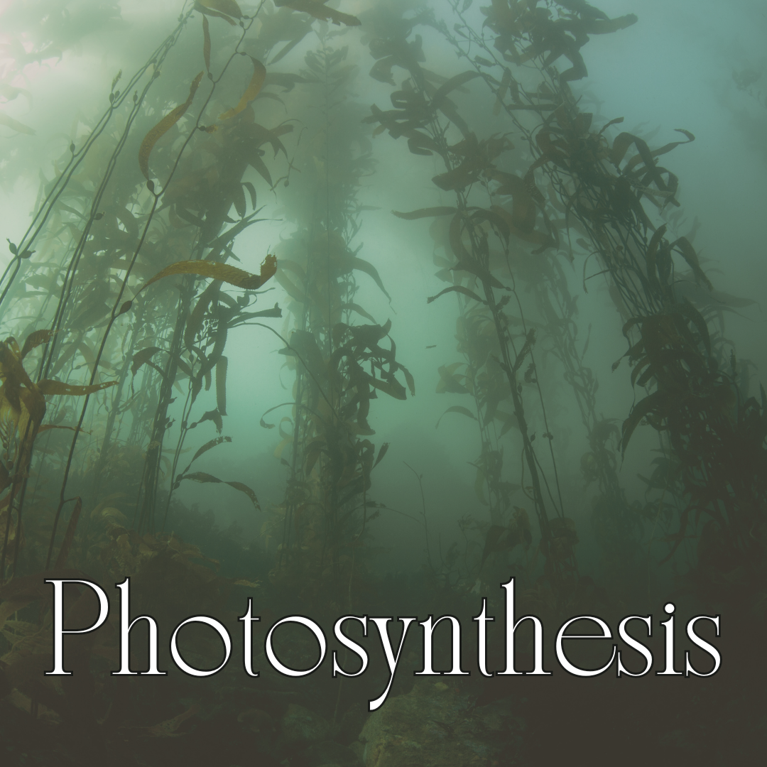 photosynthesis